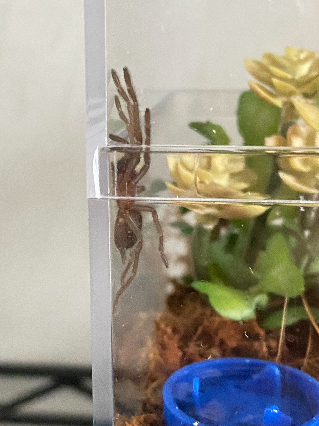 Australian Tarantula (Phlogius sp. - Kuranda)