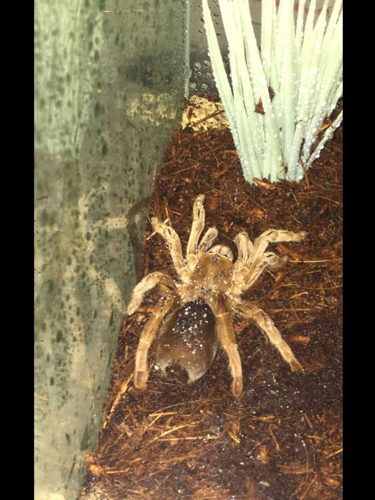 Australian tarantula