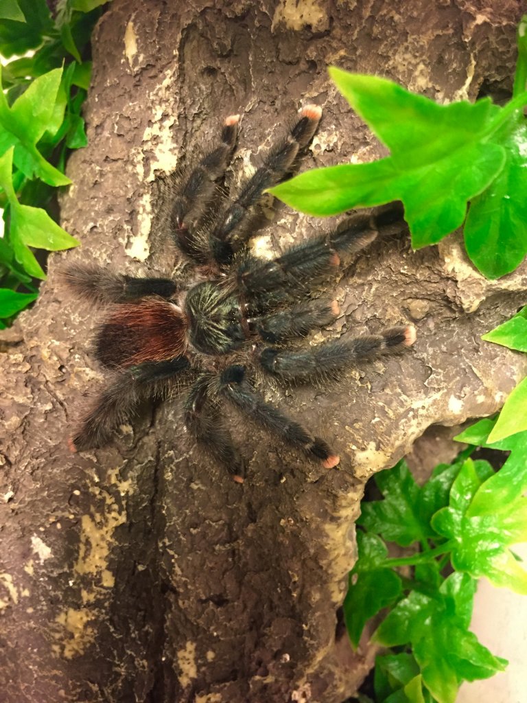 Avic. Avicularia