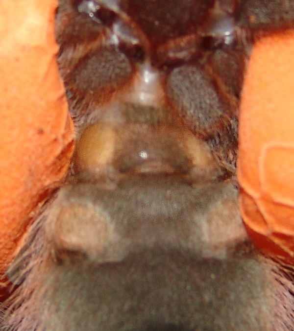 Avic. Versicolor Male Of Female