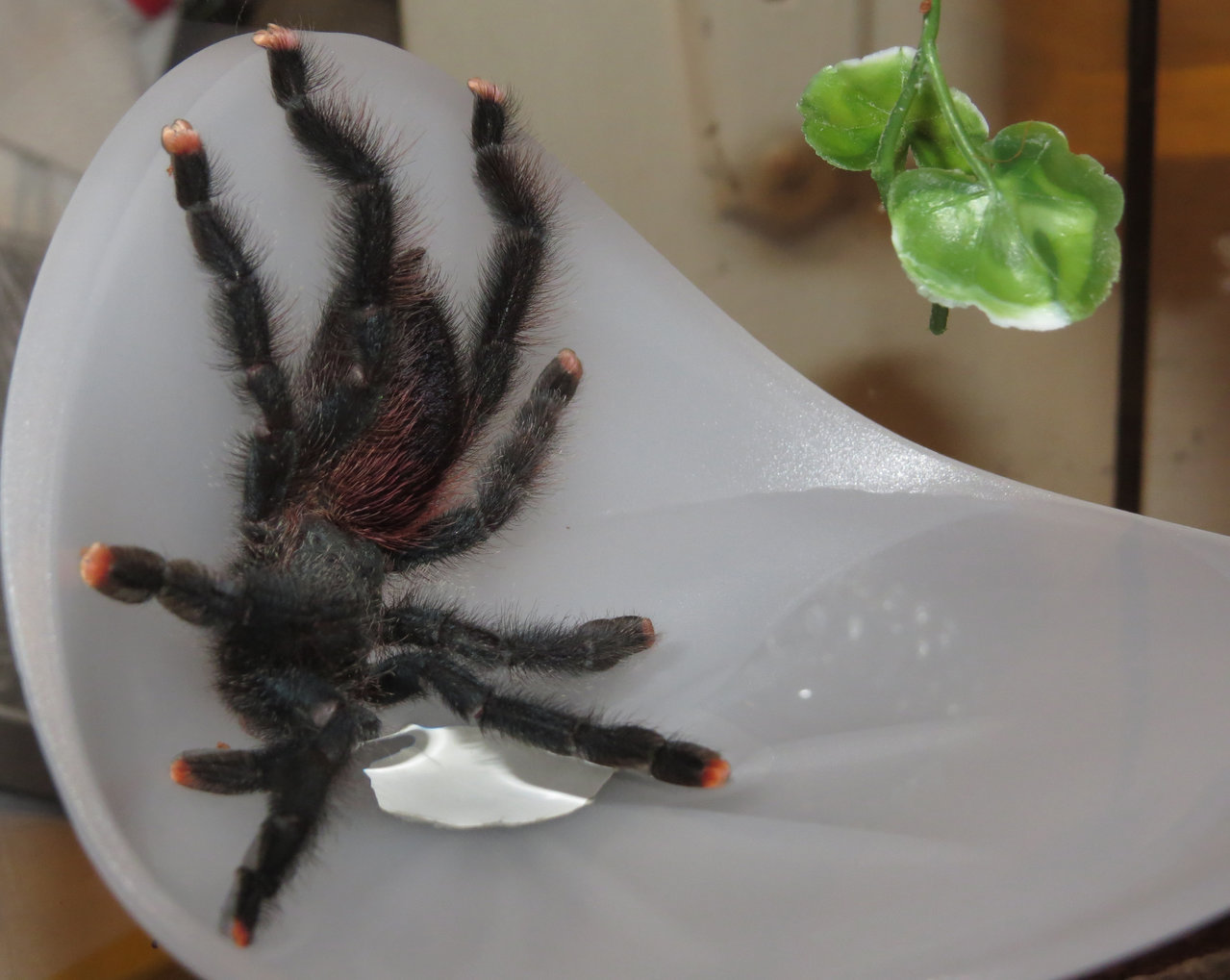 Avicularia avicularia Drinking