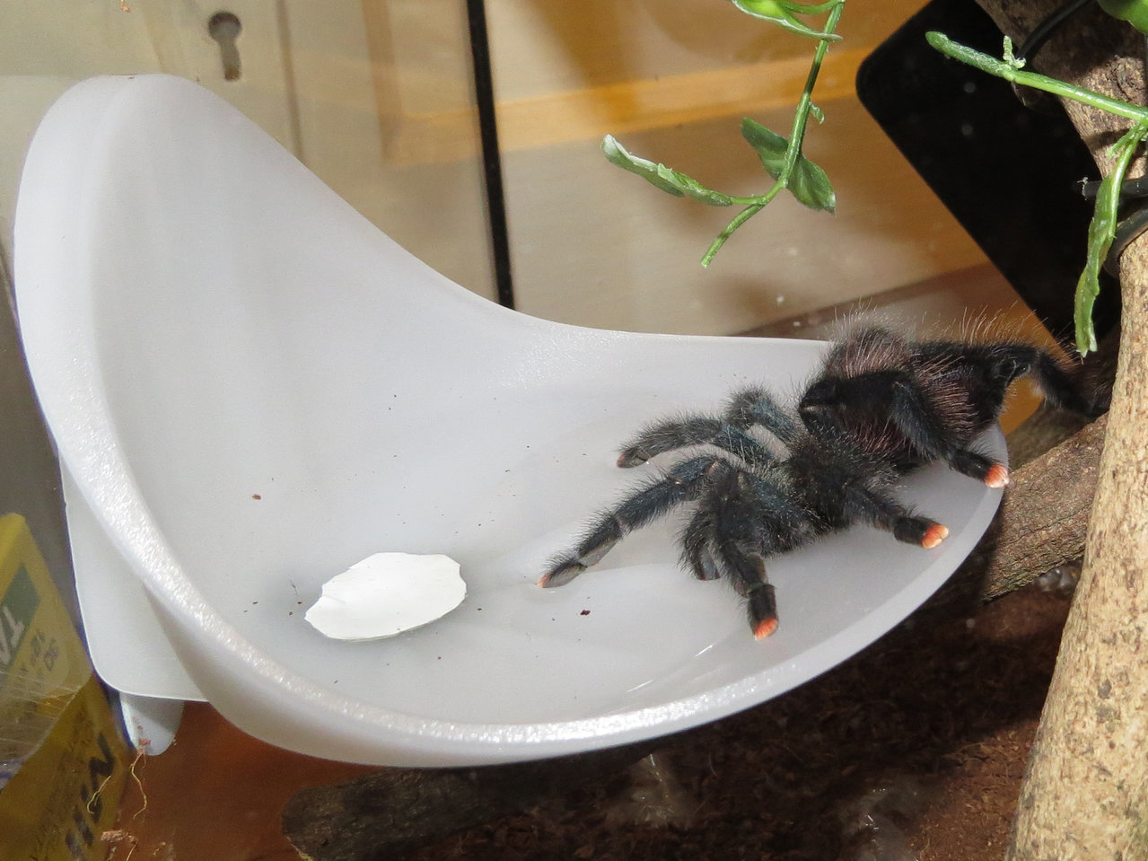 Avicularia avicularia Drinking