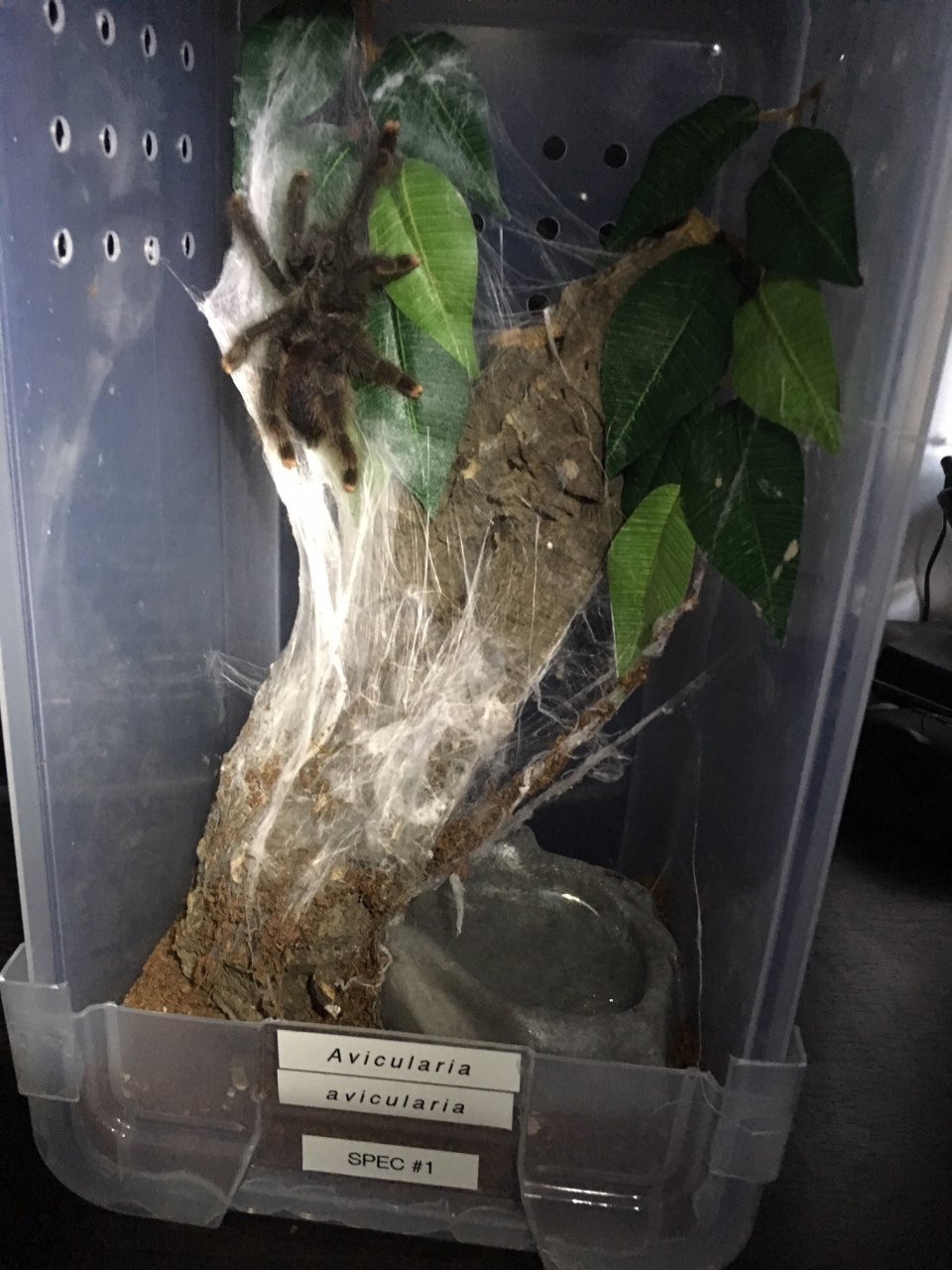 avicularia avicularia enclosure