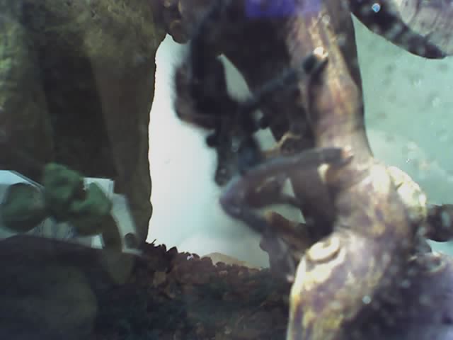 Avicularia Avicularia, Pinktoe Tarantula