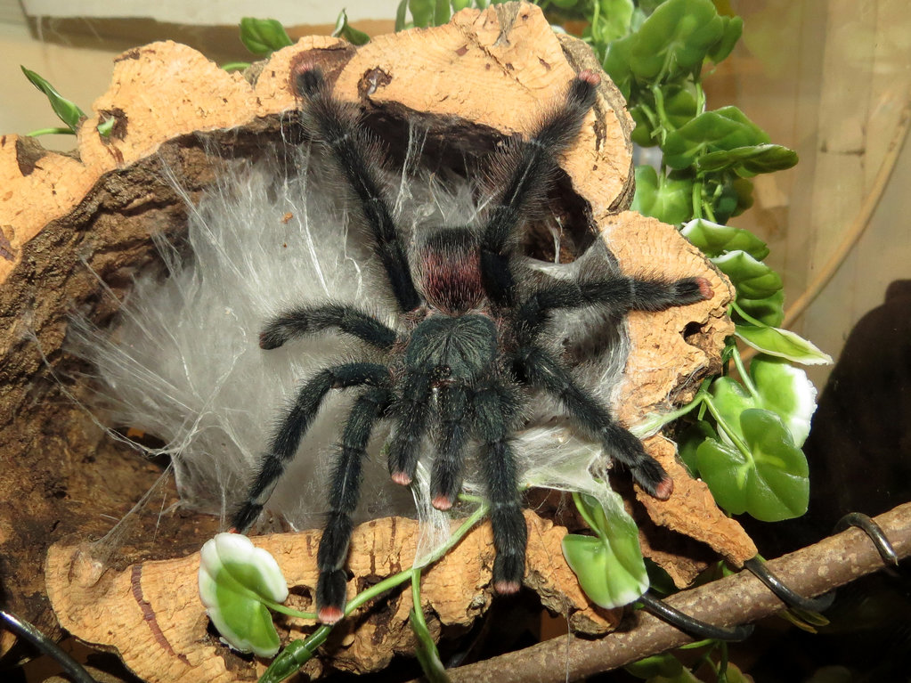 Avicularia avicularia (Skyler)