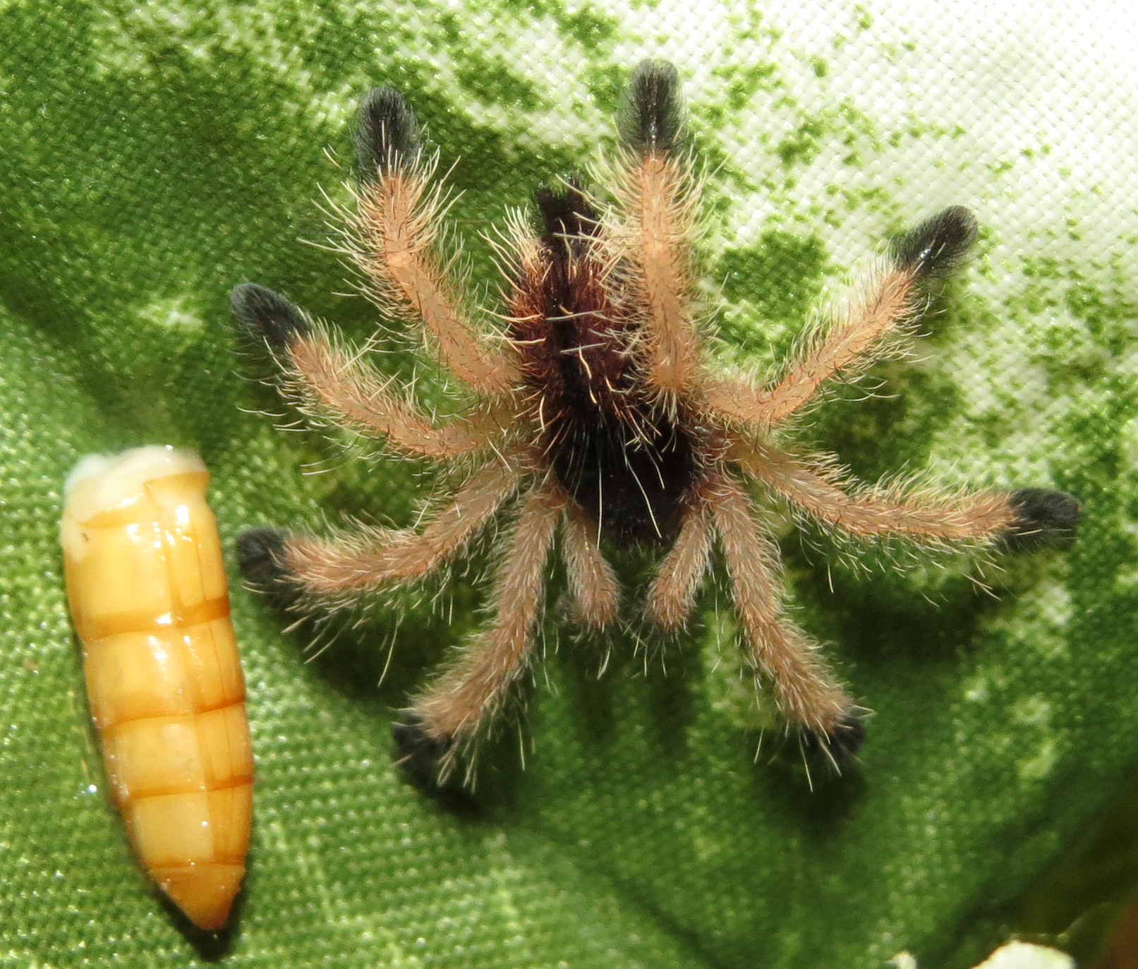 Avicularia avicularia Sling With Mealworm (♀ 0.75")