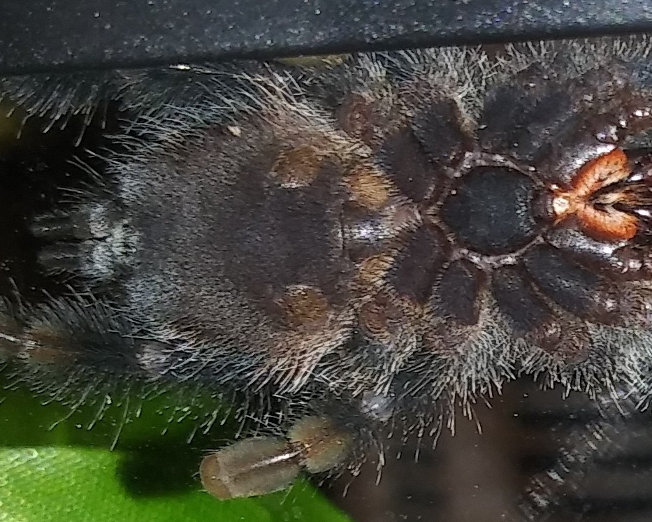 Avicularia avicularia [ventral sexing]