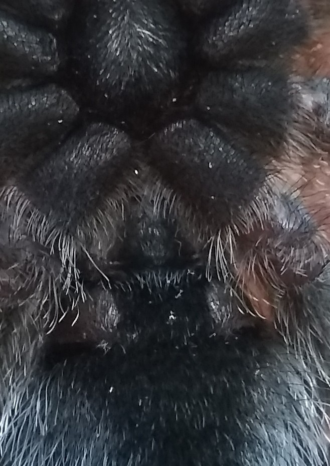 Avicularia avicularia [ventral sexing]