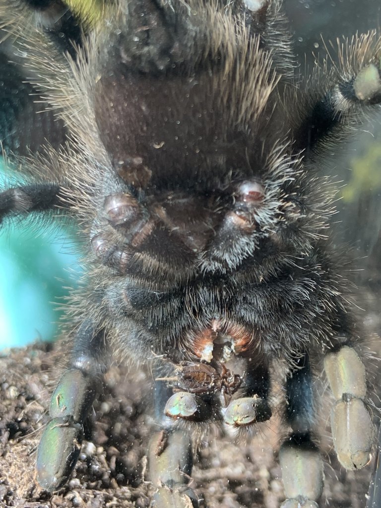 Avicularia avicularia [ventral sexing]