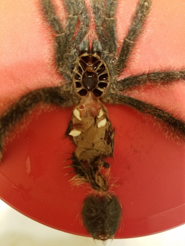 Avicularia avicularia