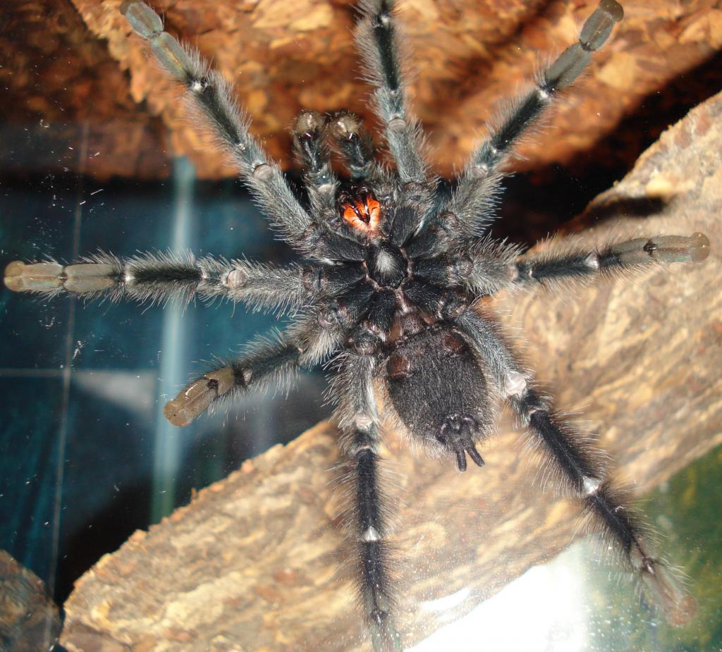 Avicularia Avicularia