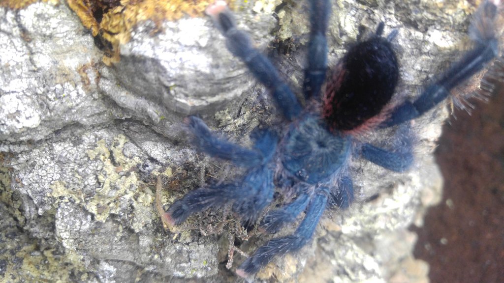 Avicularia avicularia