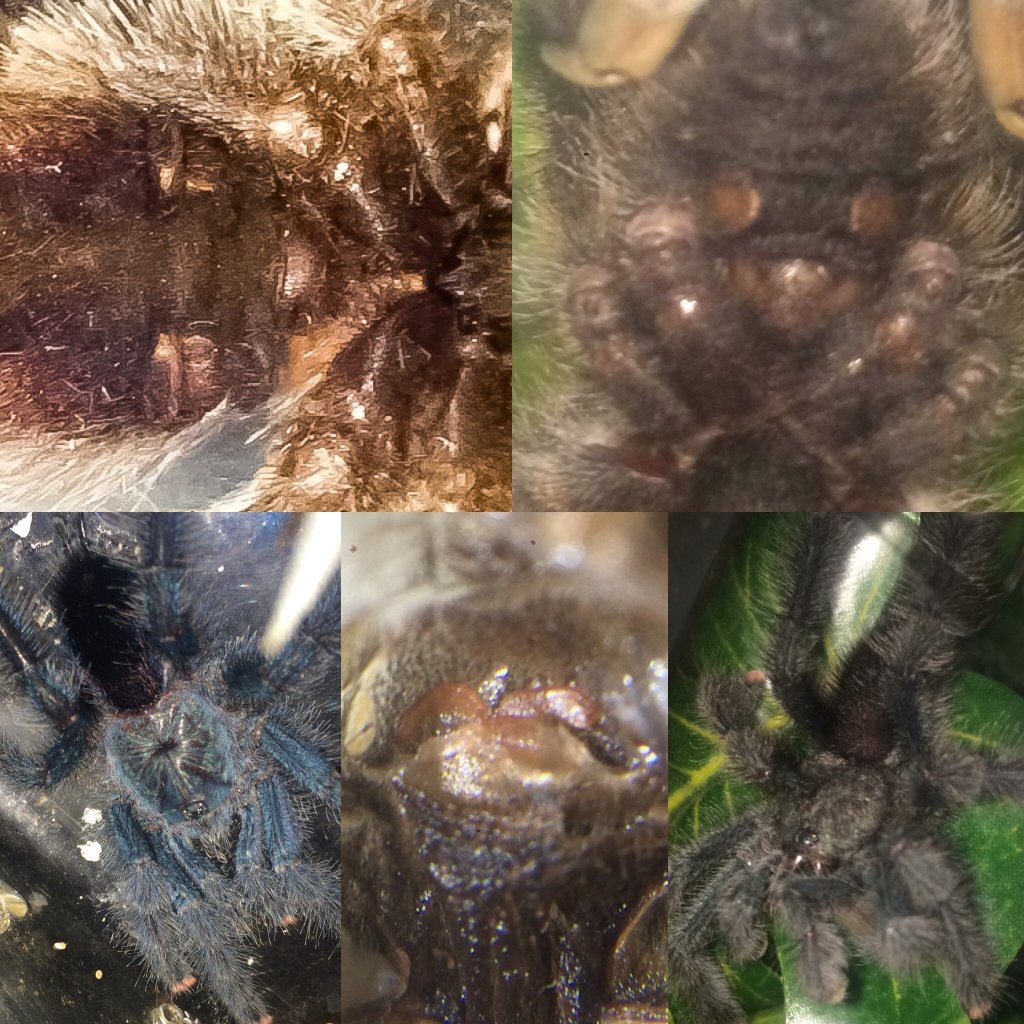 Avicularia Avicularia