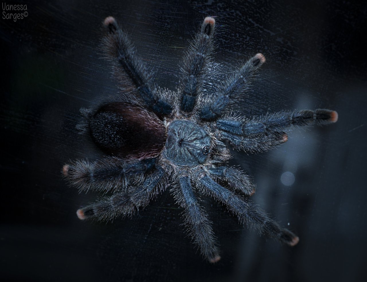 Avicularia avicularia