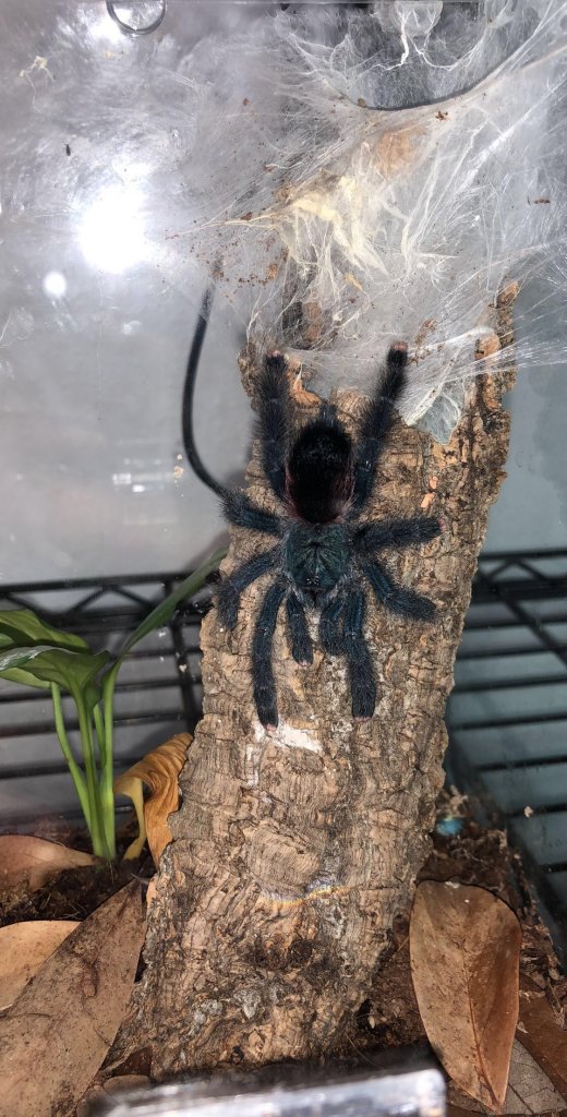 Avicularia Avicularia