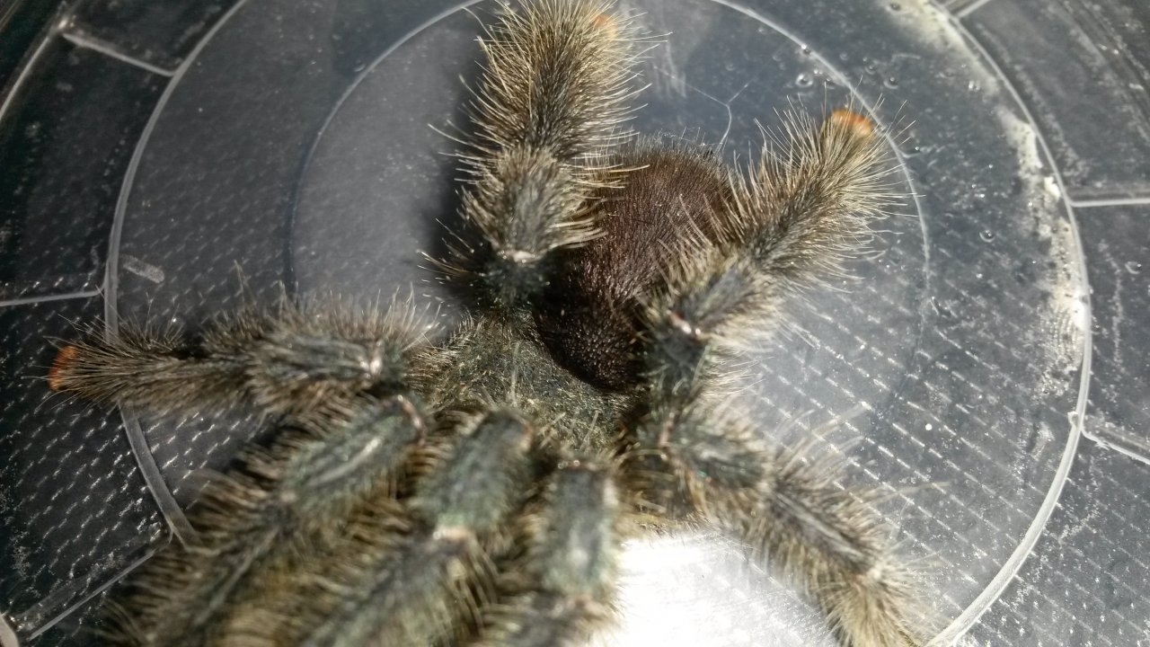 Avicularia avicularia