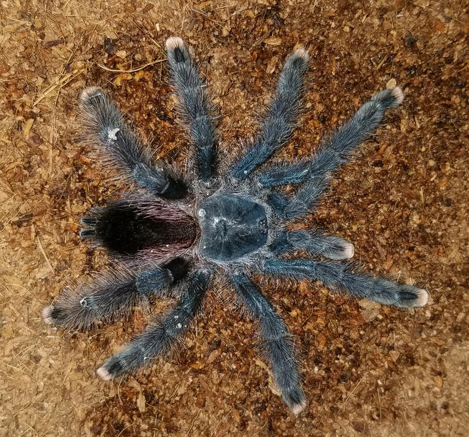 Avicularia Avicularia