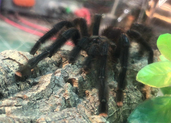 Avicularia Avicularia