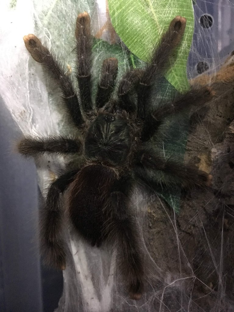 avicularia avicularia