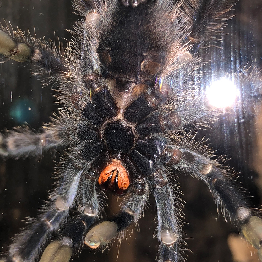 Avicularia Avicularia