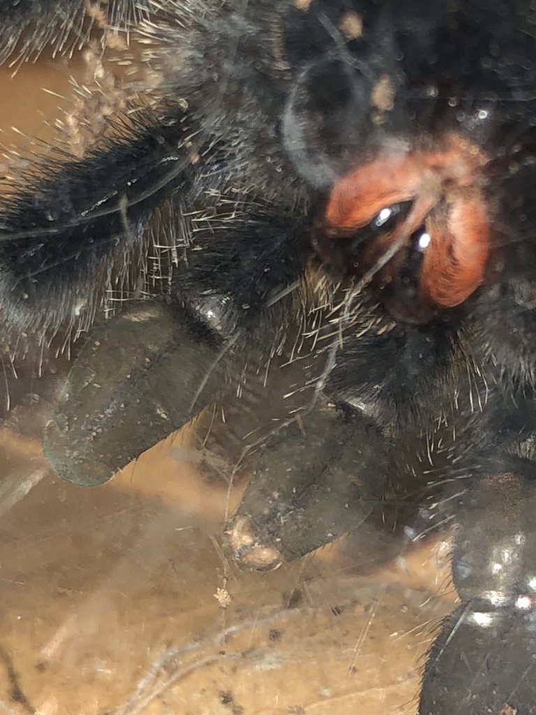 Avicularia avicularia