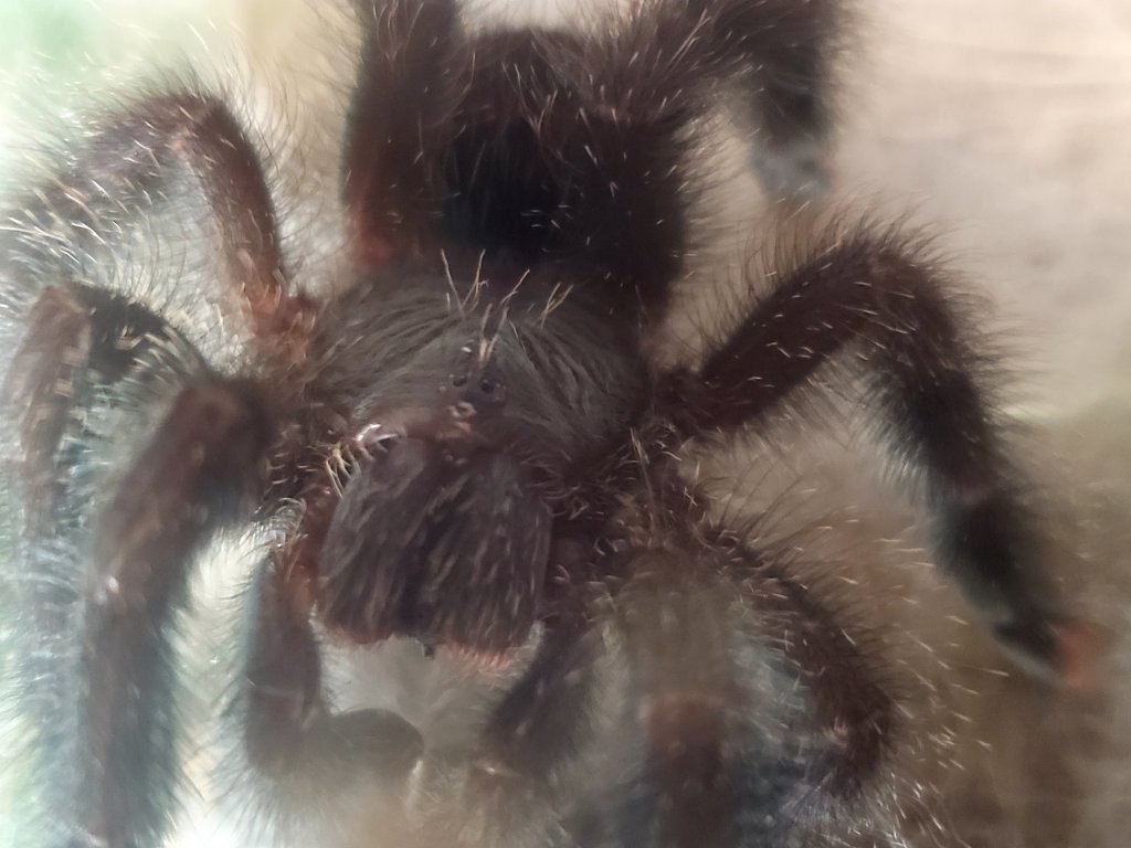 Avicularia avicularia