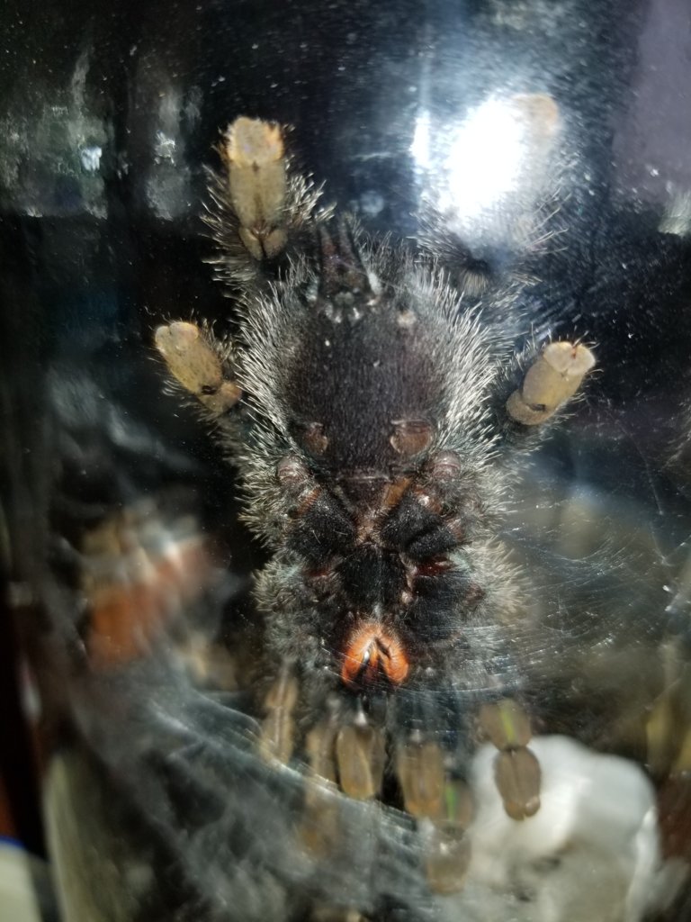 Avicularia Avicularia