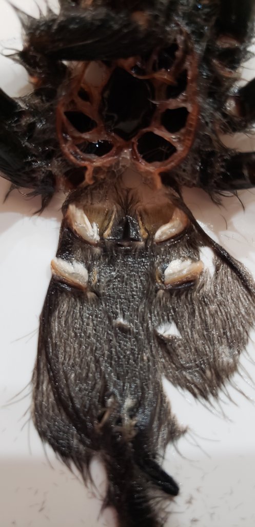 Avicularia Avicularia