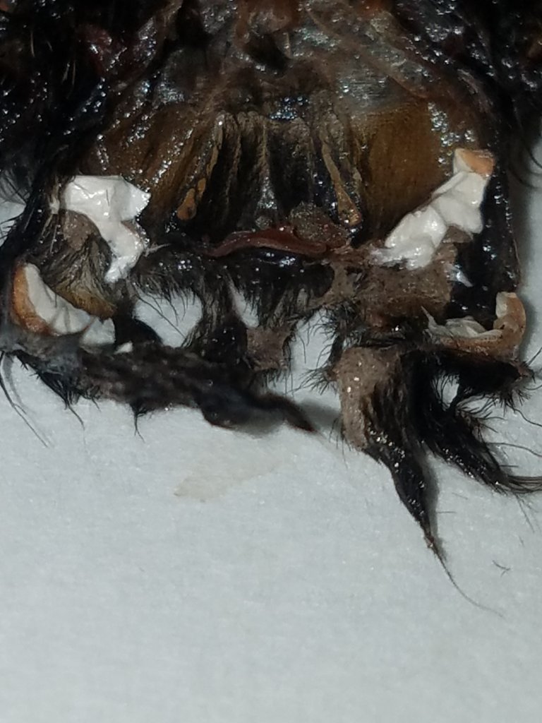 Avicularia avicularia