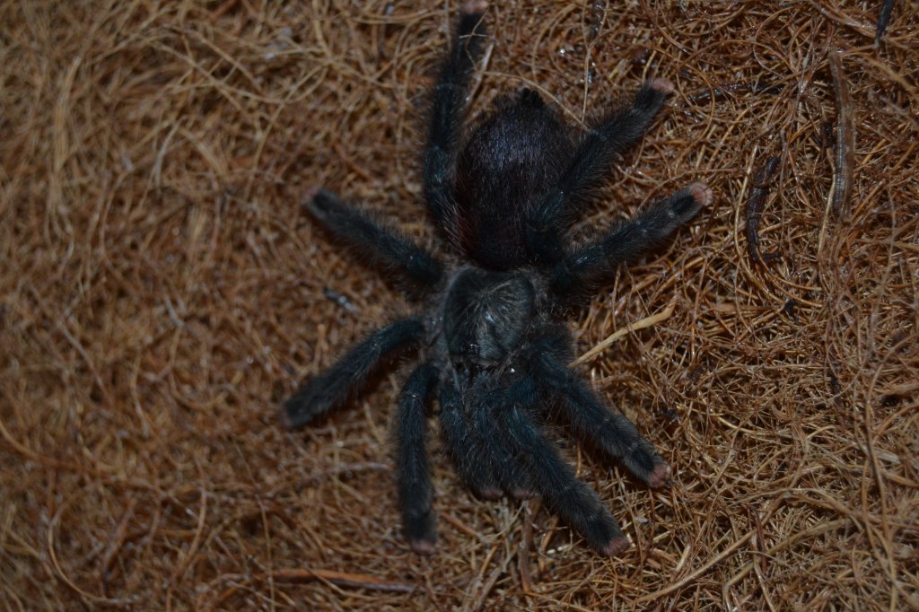 Avicularia avicularia