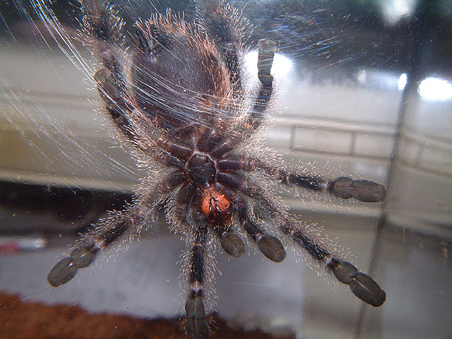 Avicularia bicegoi, Brick Red Pink Toe