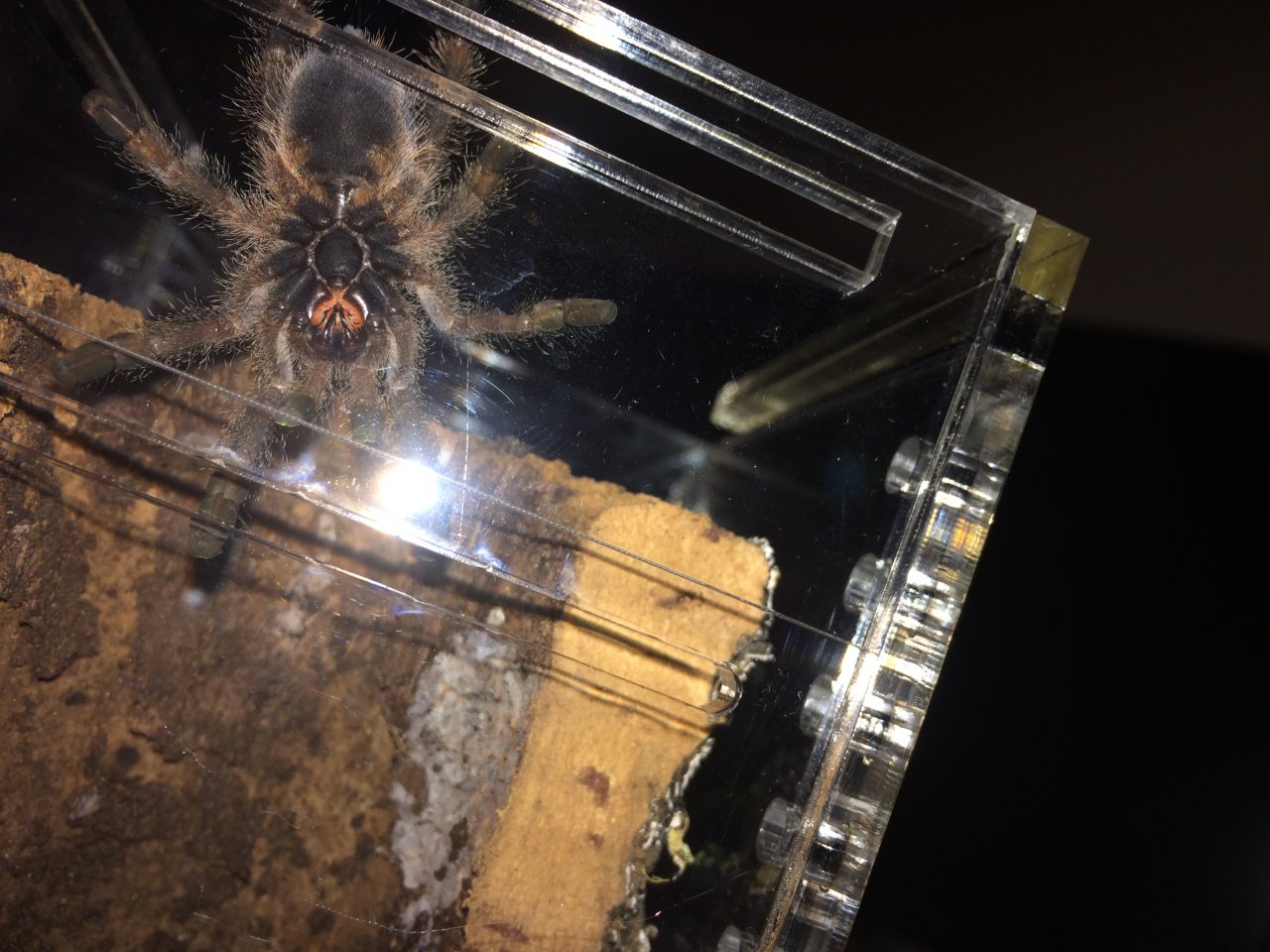 Avicularia Braunshauseni male/female??