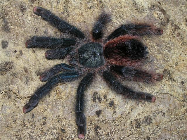 Avicularia braunshauseni