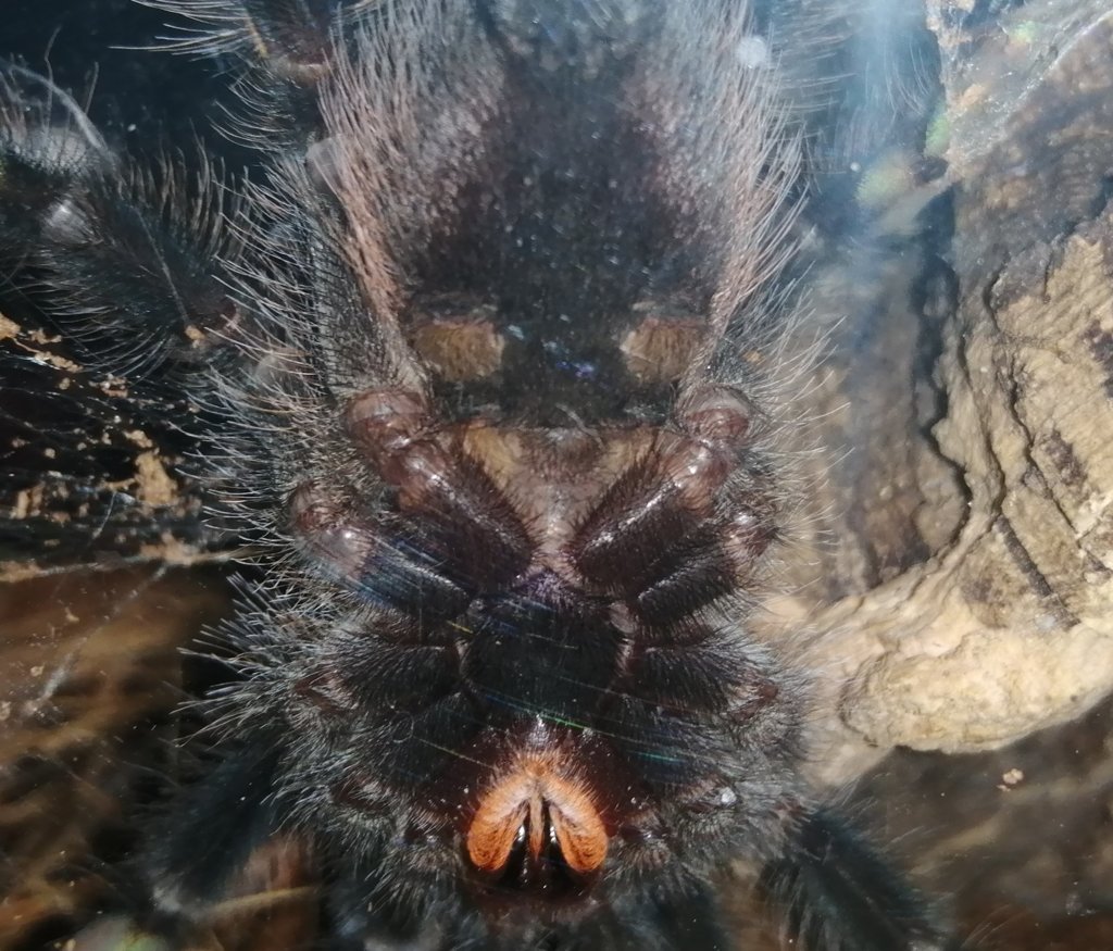 Avicularia braunshauseni