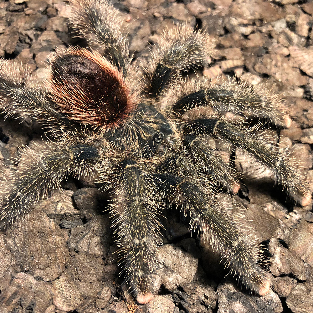 Avicularia cf. bicegoi