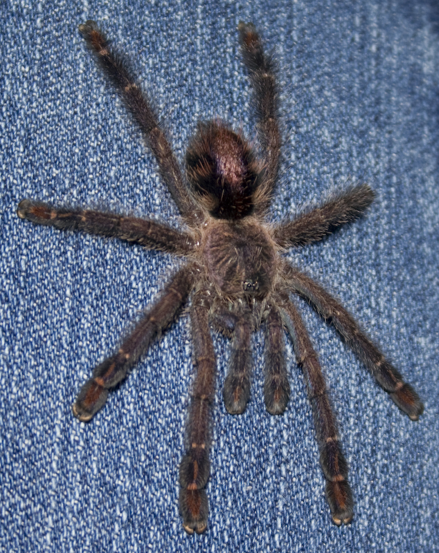 Avicularia Diversipes (fasciculata)