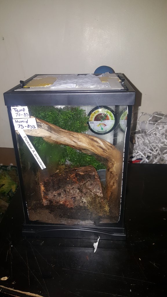 Avicularia enclosure feedback