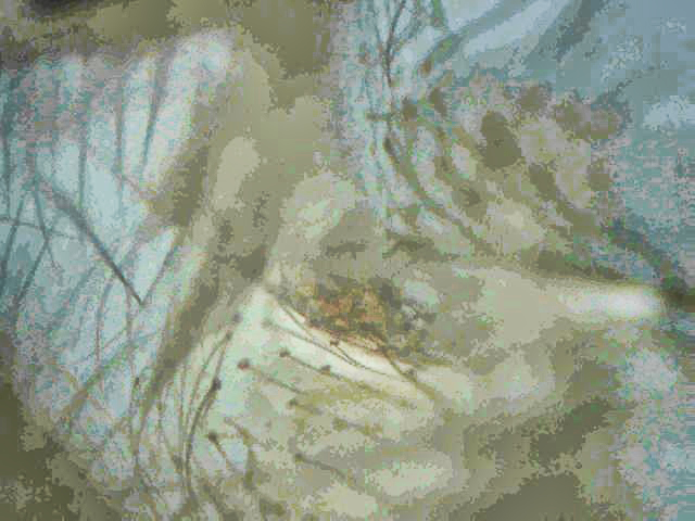 Avicularia Fasciculata