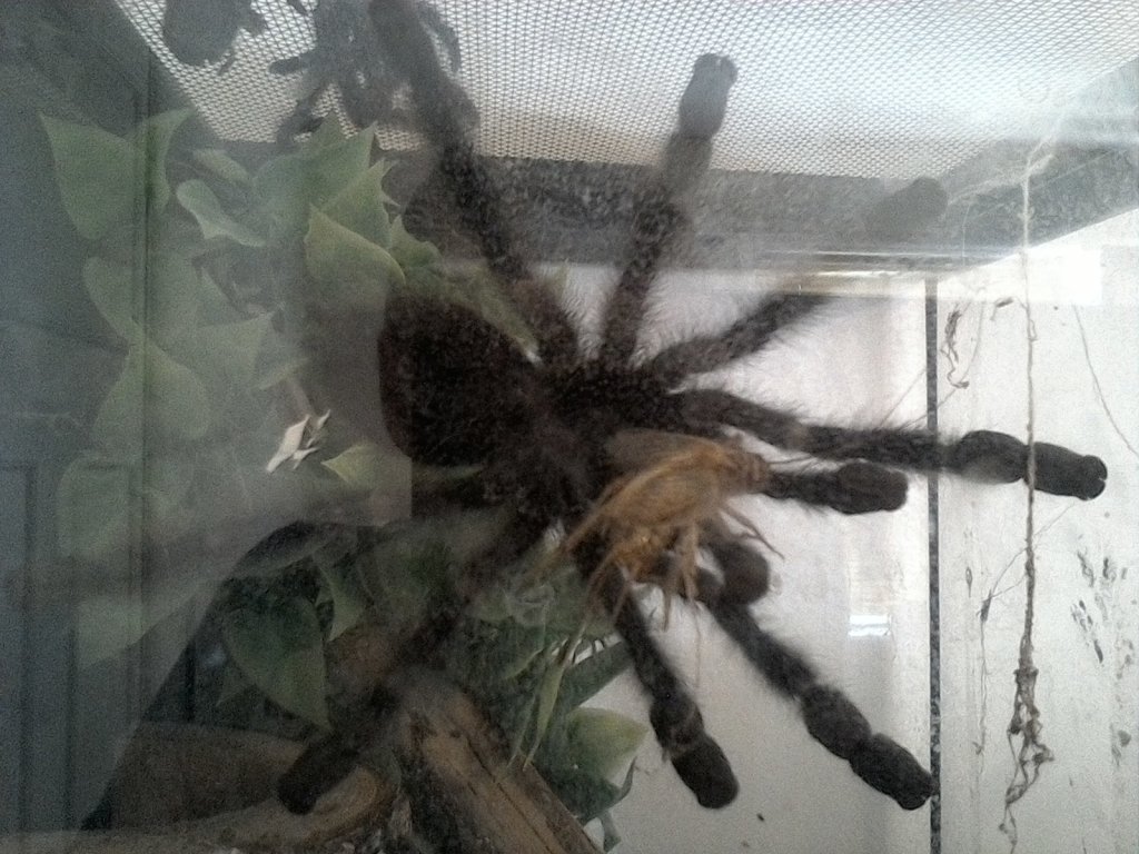 Avicularia Feeding