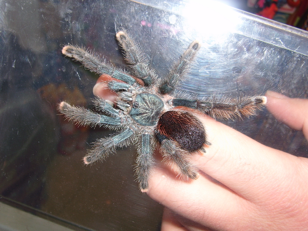 avicularia further id