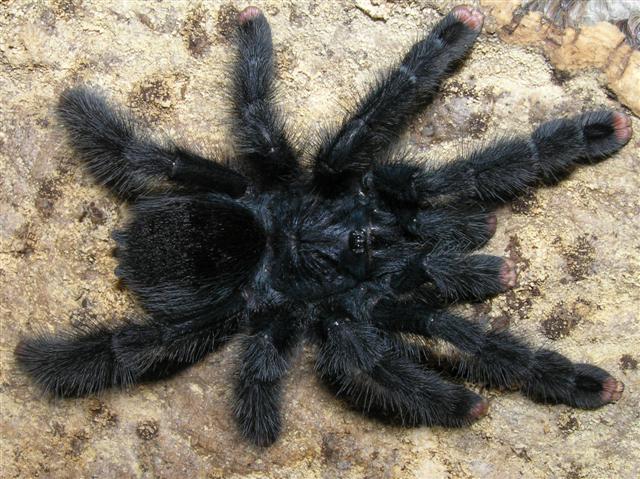 Avicularia geroldi