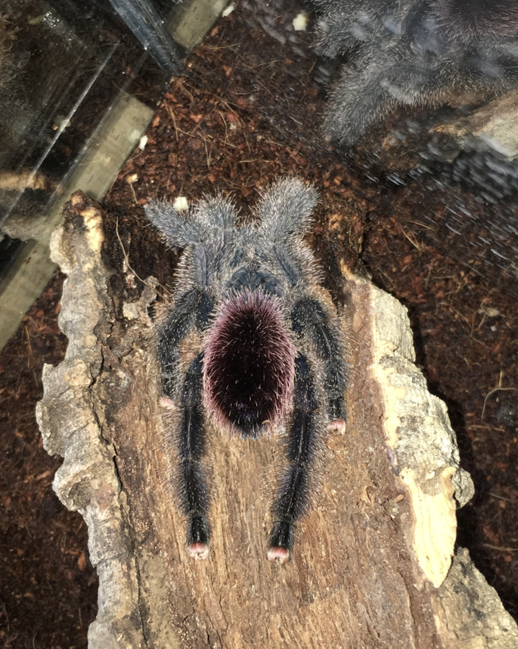 Avicularia ID Request [1/2]