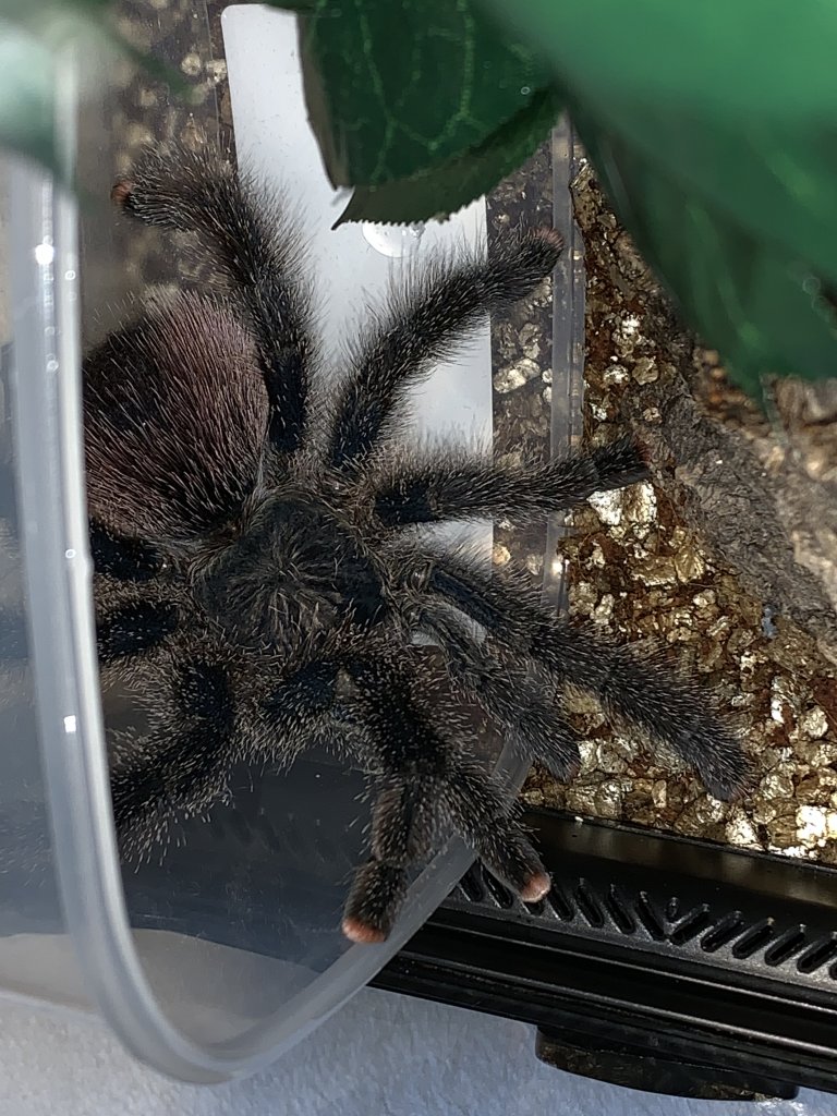 Avicularia ID Request [2/2]