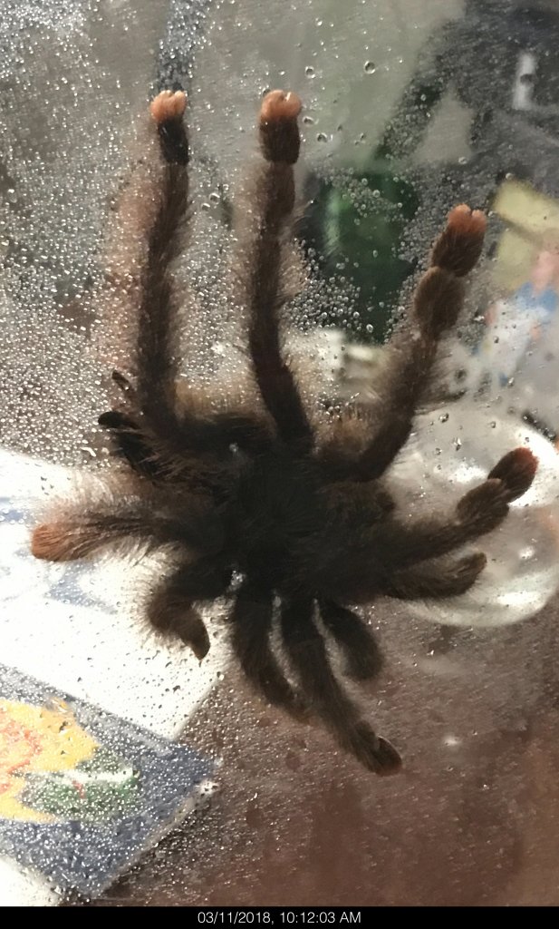 Avicularia ID Request