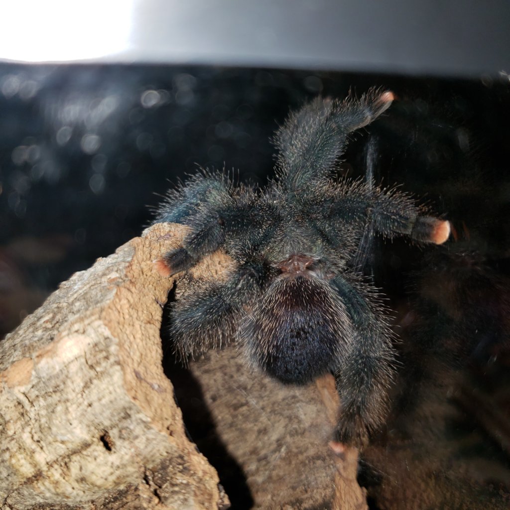 Avicularia ID Request