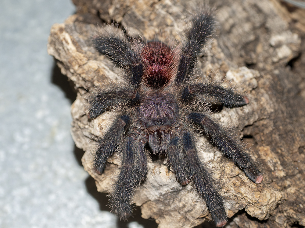 Avicularia ID?