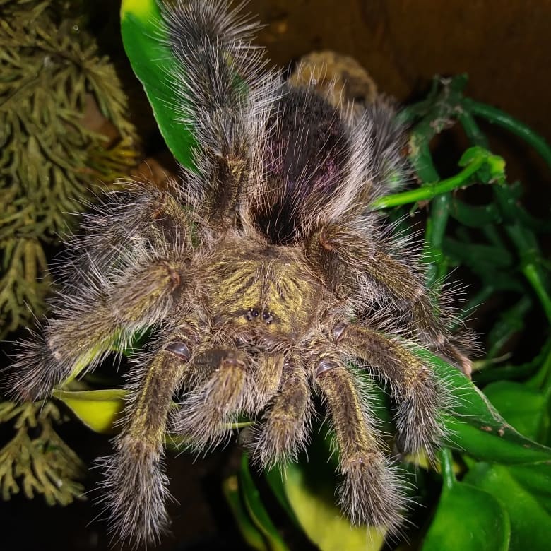 Avicularia juruensis M1