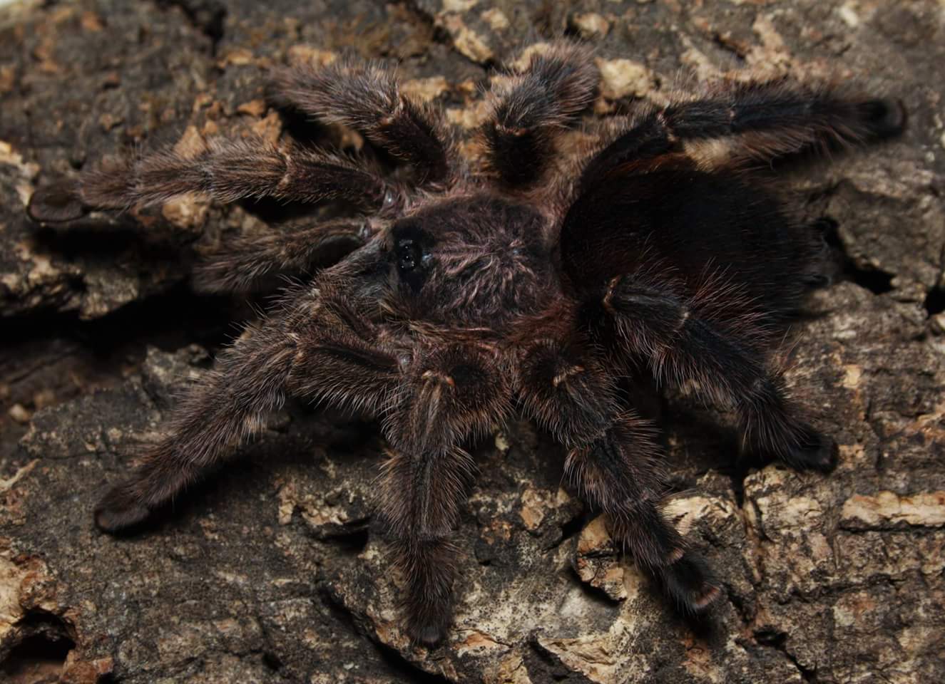 Avicularia merianae