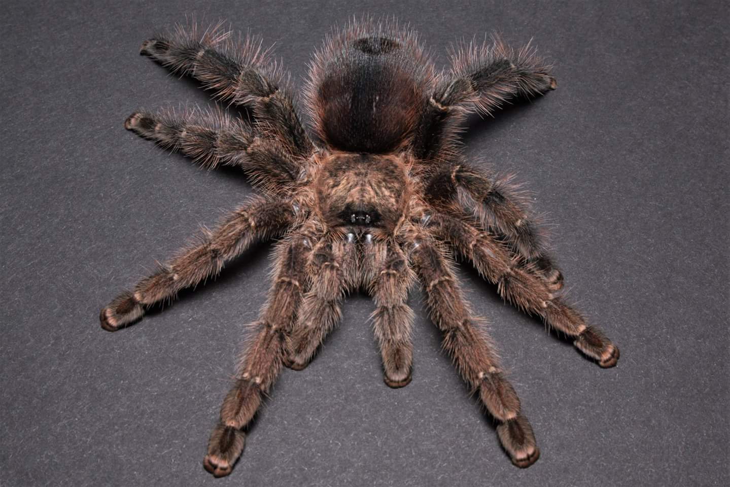 Avicularia merianae