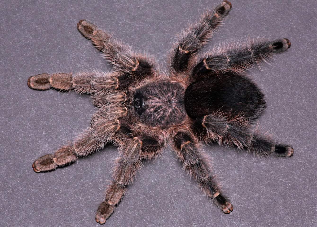 Avicularia merianae